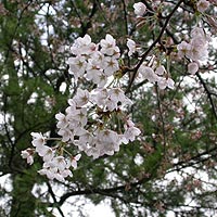 �����r�̃T�N��