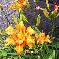 ���u�J���]�E