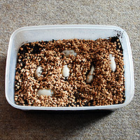 �}���R�̗�