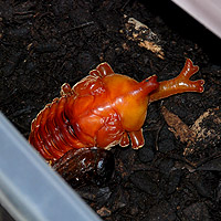 �J�u�g���V���