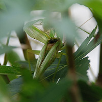 �A�I�}�c���V�̌��p