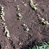 �i�o�i�̉�