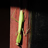 �W�����E�O��