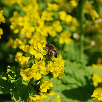 �i�o�i�ɂƂ܂�n�i�A�u