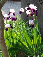 ��̃W���[�}���A�C���X