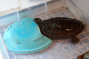 ������Ƌ����������c�I