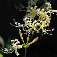 ��̔����q�K���o�i