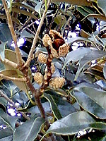 �����̃X�_�W�C�̎�