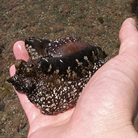 �A���t���V