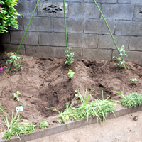 ���N�͎}���A�v�`�g�}�g�A�I�N����A���܂���