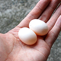 �}���R�̃^�}�S