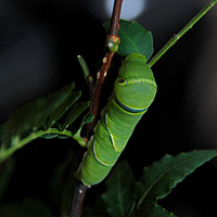 �A�Q�n�̗c��