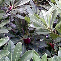 ���̂������}�����̖�