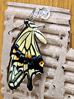 �������H���L�тĂ����܂�