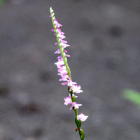 ����ɍ炢�Ă����l�W�o�i