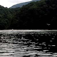 ���͌΂̌Ζʂɐ����o����