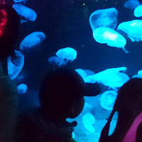 ���z�I�ȃN���Q�̓W����