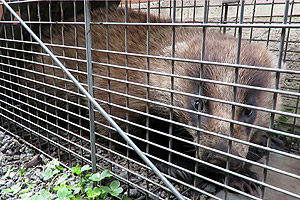 �n�N�r�V���I�c����Ȃ��H